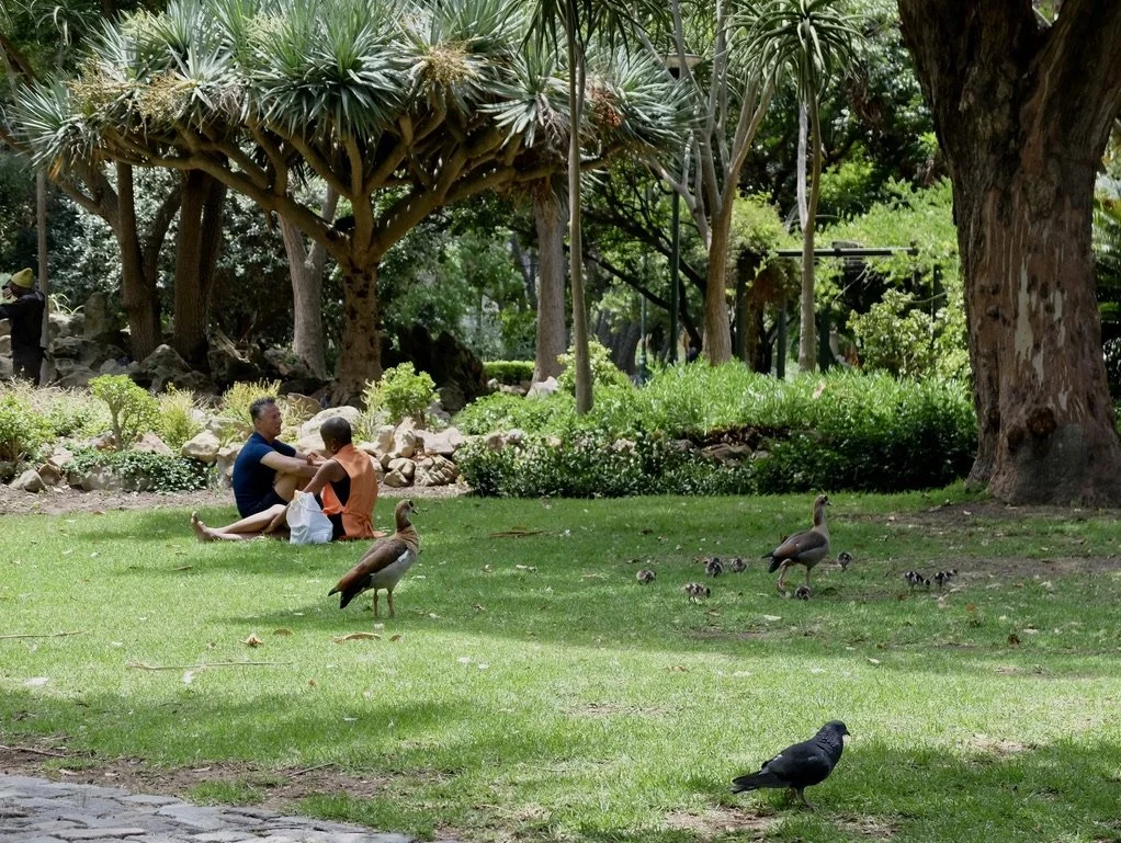  Egyptian goose family &amp; pigeon.  Company’s Gardens, Cape Town Eats Tour with Karen Schmidt. 