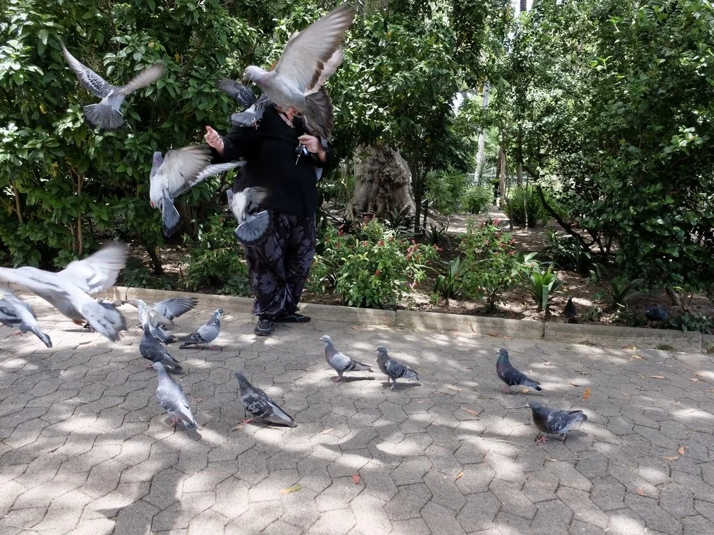  Pigeons.  Company’s Gardens, Cape Town Eats Tour with Karen Schmidt.  That’s her behind the pigeons. 