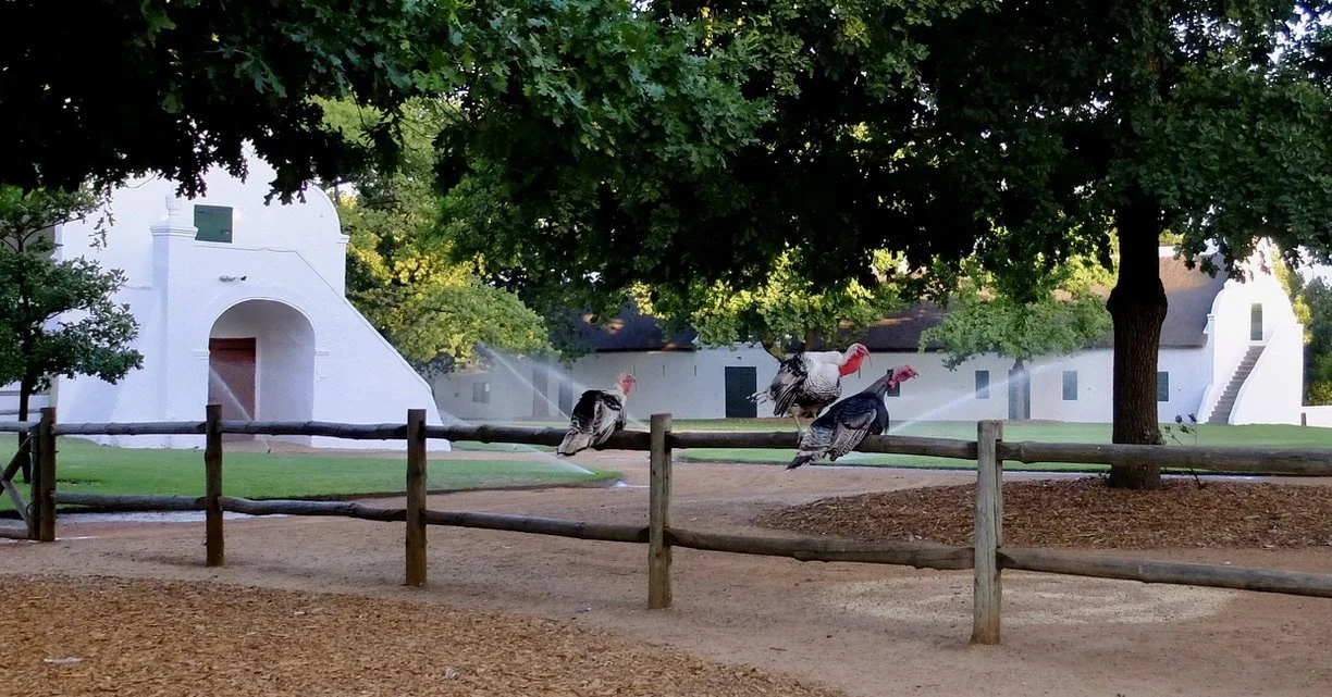  Turkeys.   They were not on the menu.  Babylonstoren Farm Hotel. An old Cape Dutch farm, set at the foot of Simonsberg in the Franschhoek wine valley. 