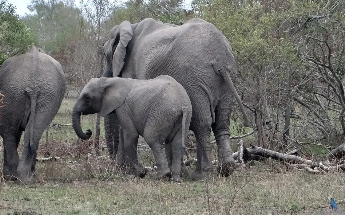  What's up folks?  Where are y'all going?  We were just having such a good conversation!    -Notten's Bush Camp, Sabi Sands Nature Preserve, South Africa 