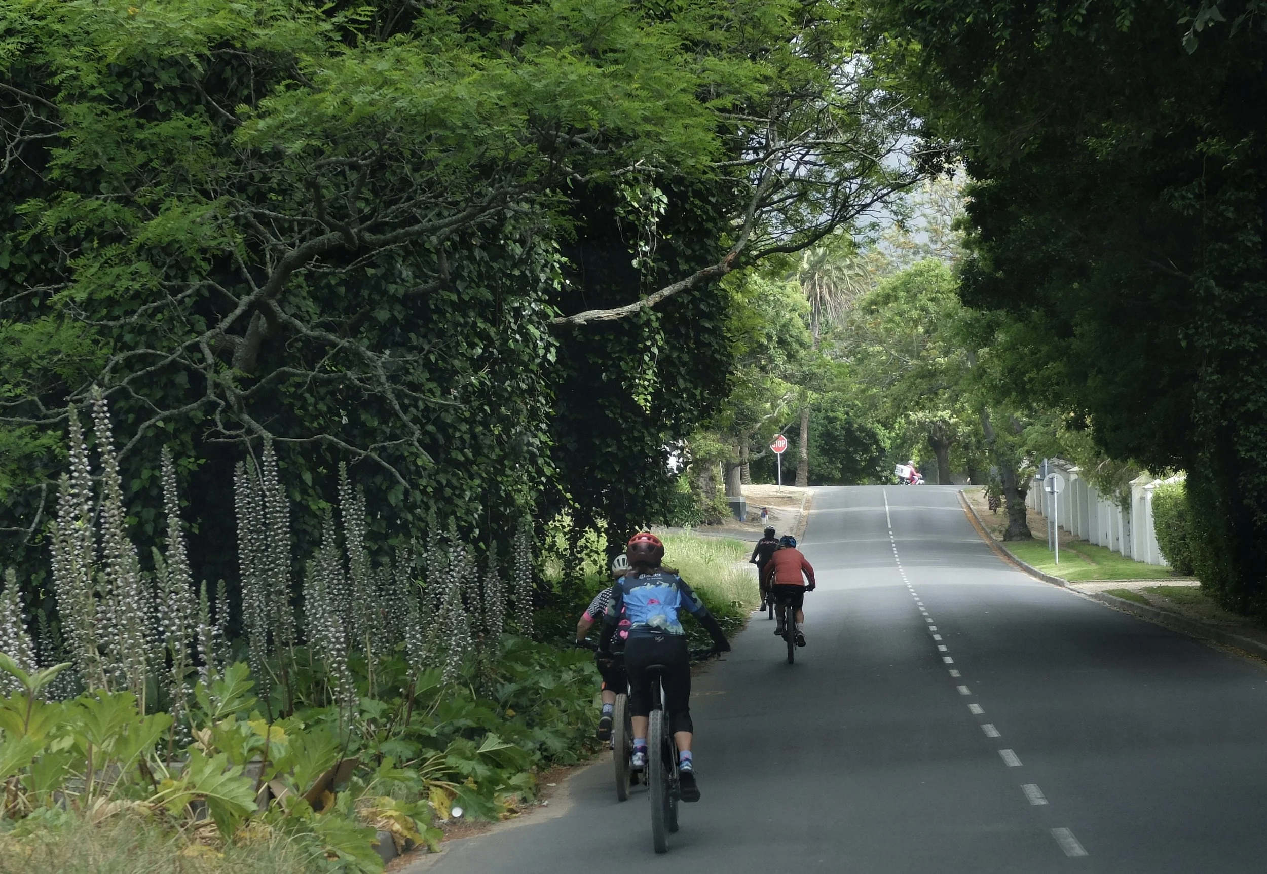  A weekend morning &amp; the recreational bicyclists were out in force.  These folks were on mountain e-bikes. There are fabulous mountain bike trails nearby.  Cape Town, South Africa. 