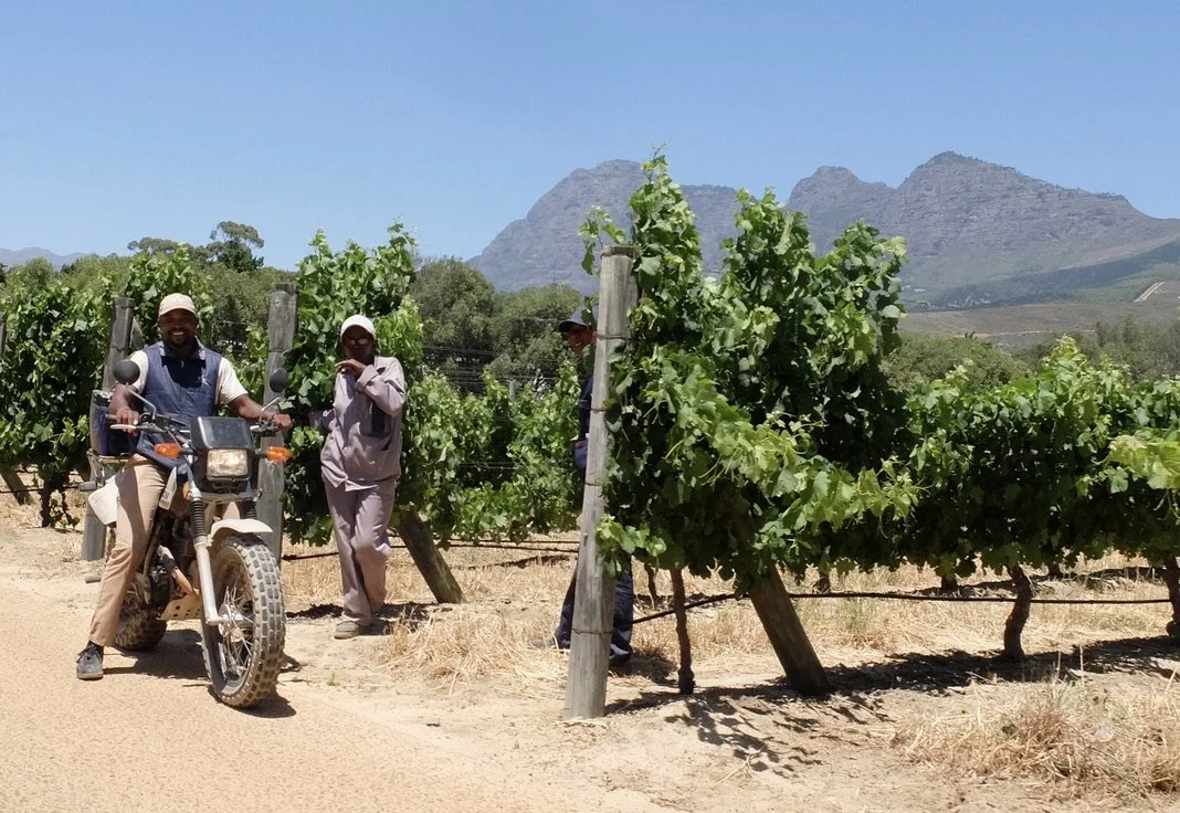  Workers in the wine farm (vineyard) of Babylonstoren, Farm Hotel, Franschhoek, South Africa. 