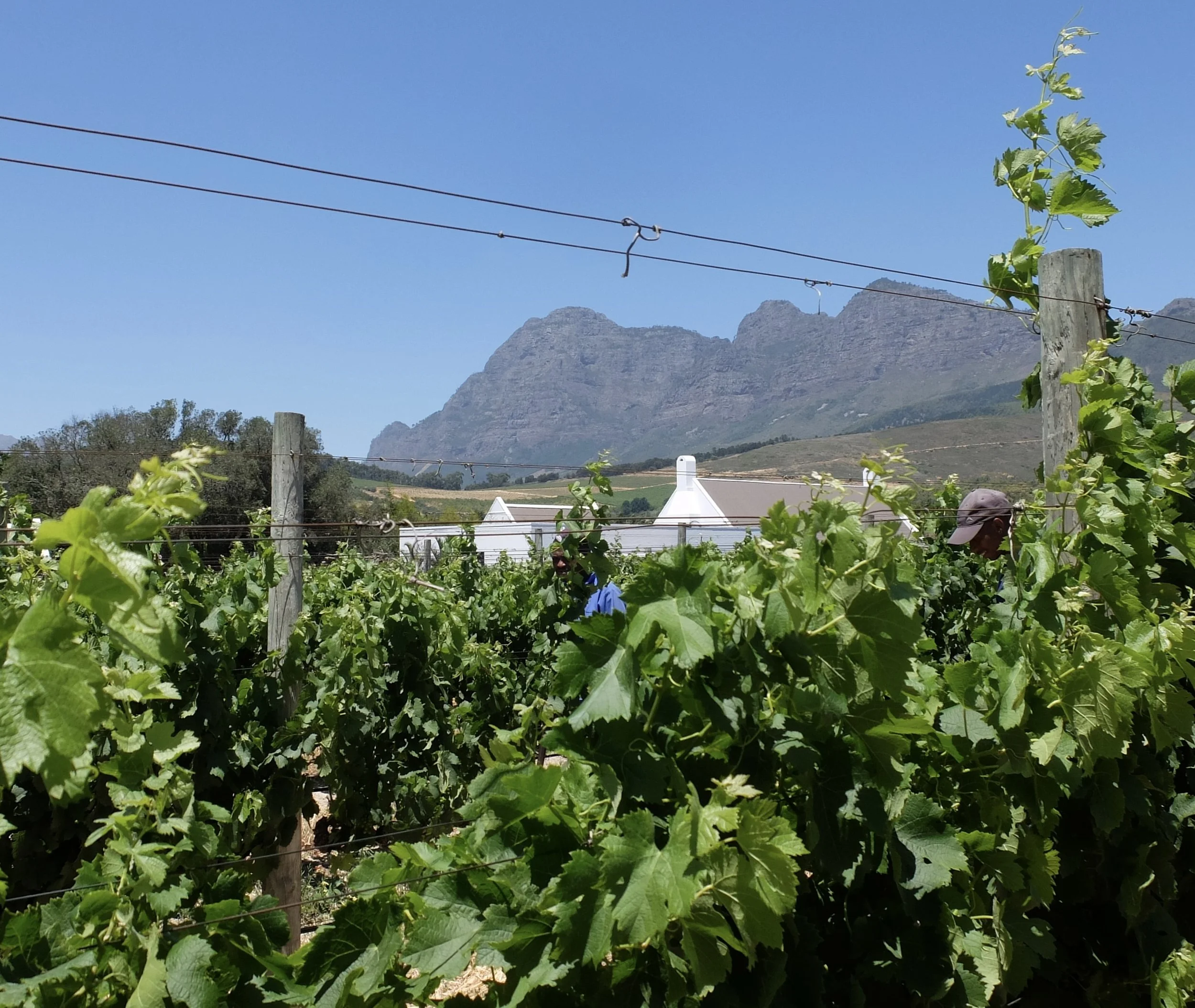  Workers in the wine farm (vineyard) of Babylonstoren, Farm Hotel, Franschhoek, South Africa. 