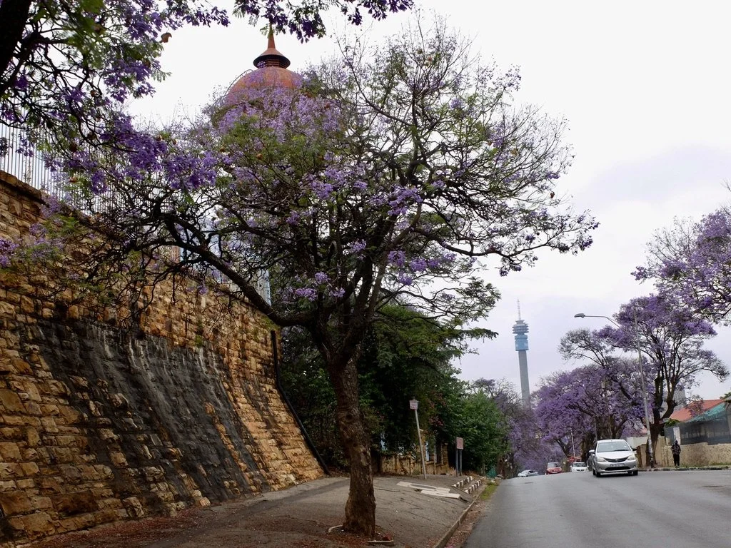   “Nothing says home quite like the jacarandas. They’re an integral part of Joburg summers, and with the blossoms in season between late September and November.”   Joburg, ZA. 