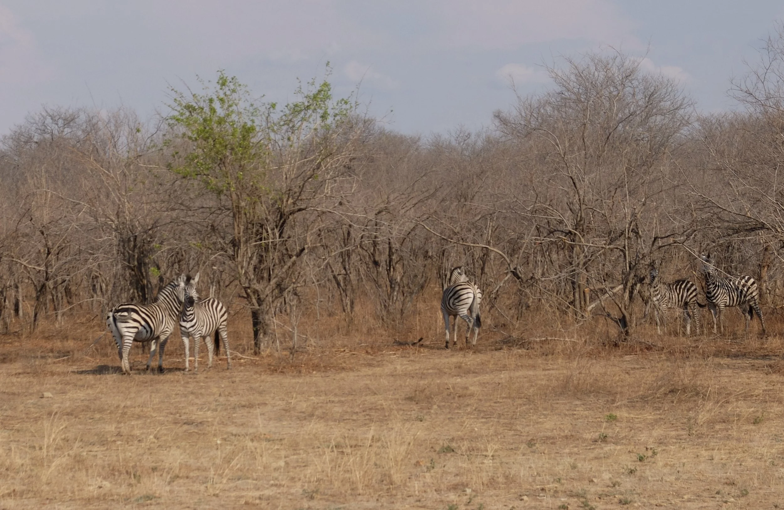  Anyway Nomi thought the stripes  looked cute on their rears. 