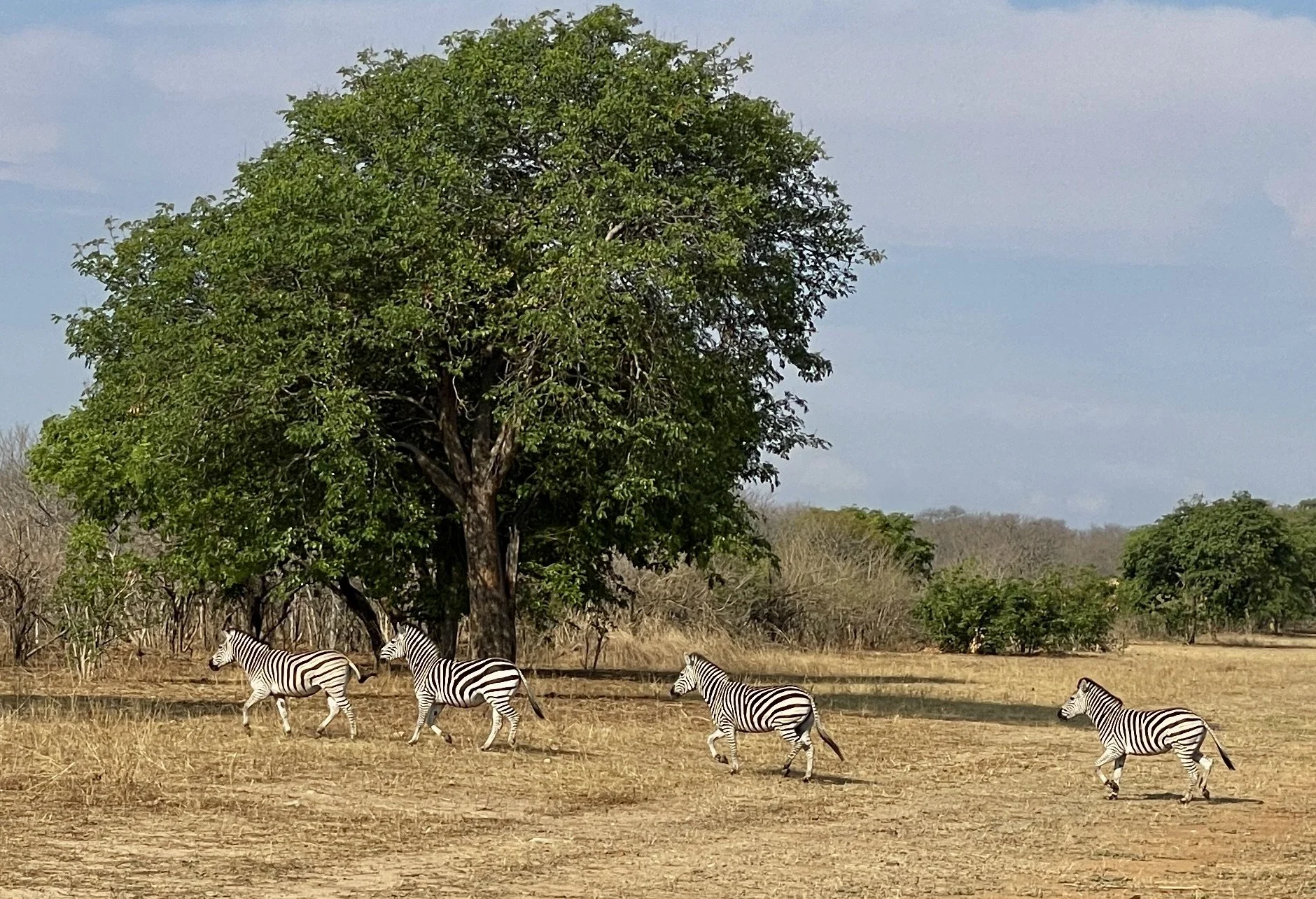  Along the way , some more greeting parties.  Are zebras black with white stripes or white with black stripes? 