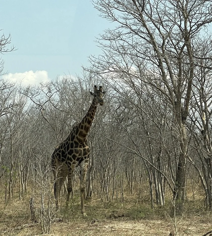  More meet &amp; greet.  Chobe Nat’l Park, Botswana. 