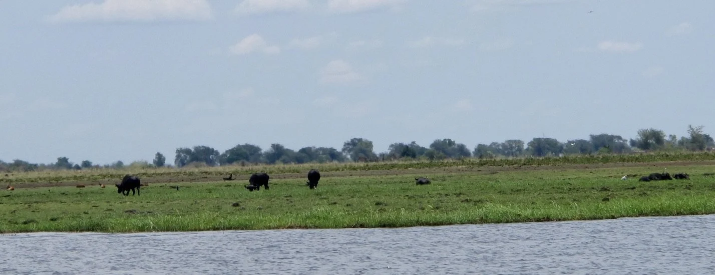  1st glimpse of hippos.  Chobi River, Chobe Nat’l Park, Botswana. 