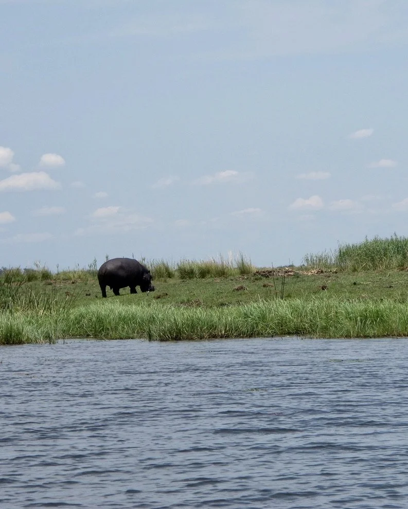  After reading  Mahlangeni: Stories of a Game Ranger's Family   by  Kobie Kruger , we knew how dangerous hippos could be.  Chobi River, Chobe Nat’l Park, Botswana. 