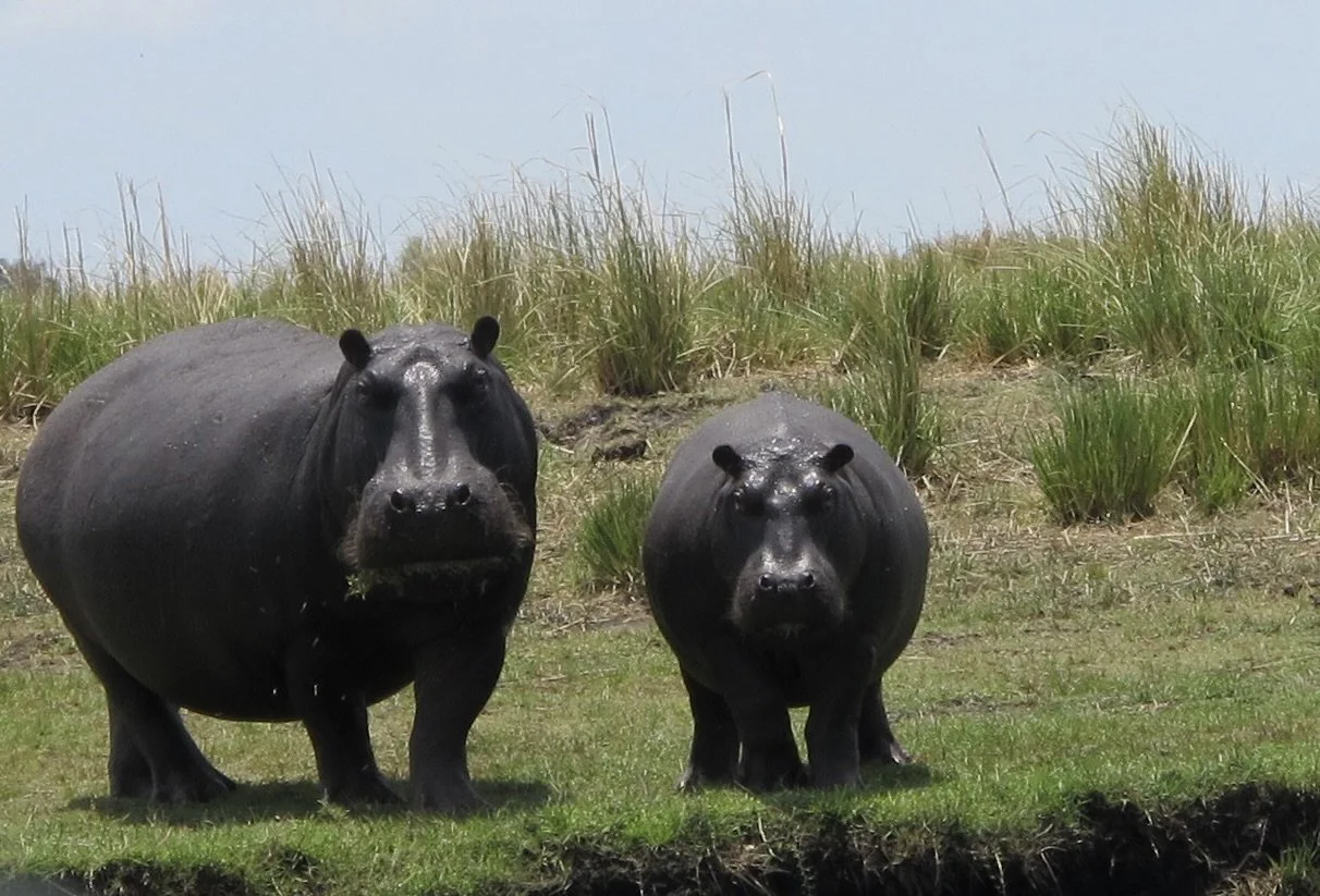 But when I saw these two I thought of Jim Marshall’s  George &amp; Martha  children’s books.  Chobi River, Chobe Nat’l Park, Botswana. 