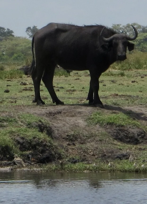  African buffalo.  Chobi River, Chobe Nat’l Park, Botswana. 