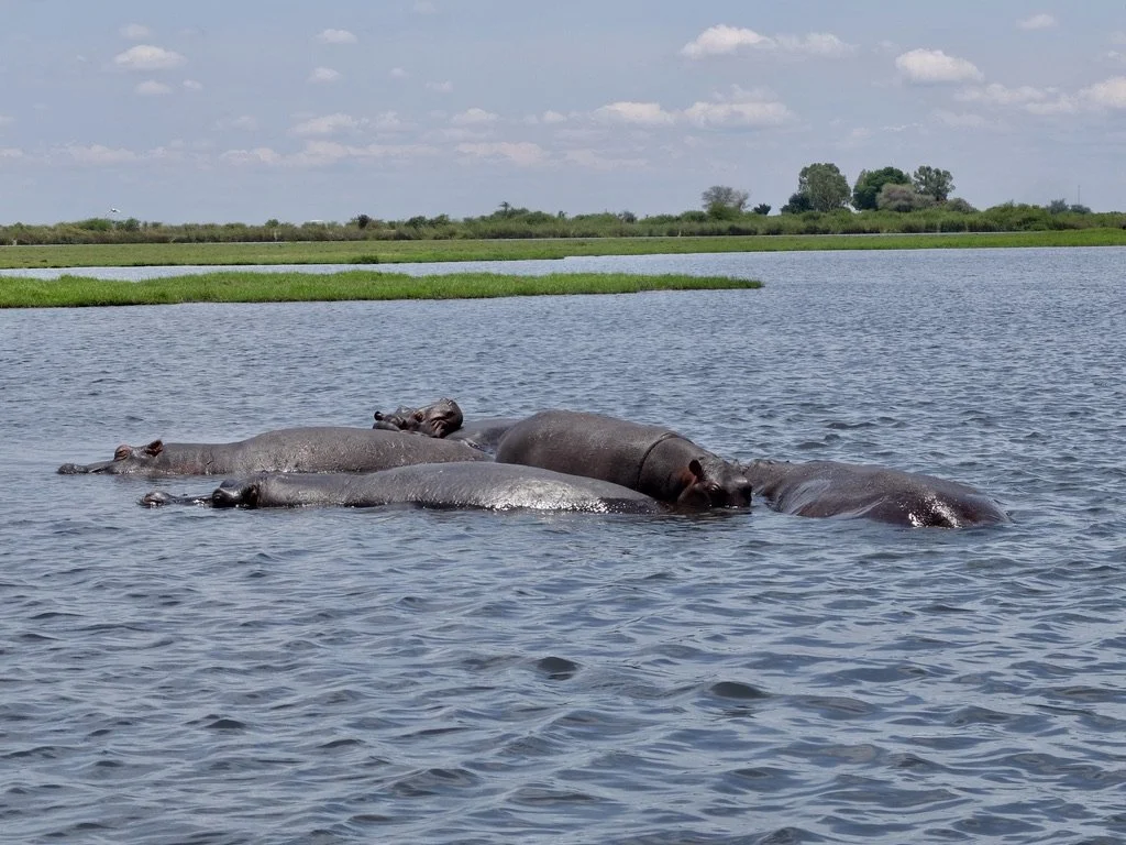  Chobi River, Chobe Nat’l Park, Botswana. 