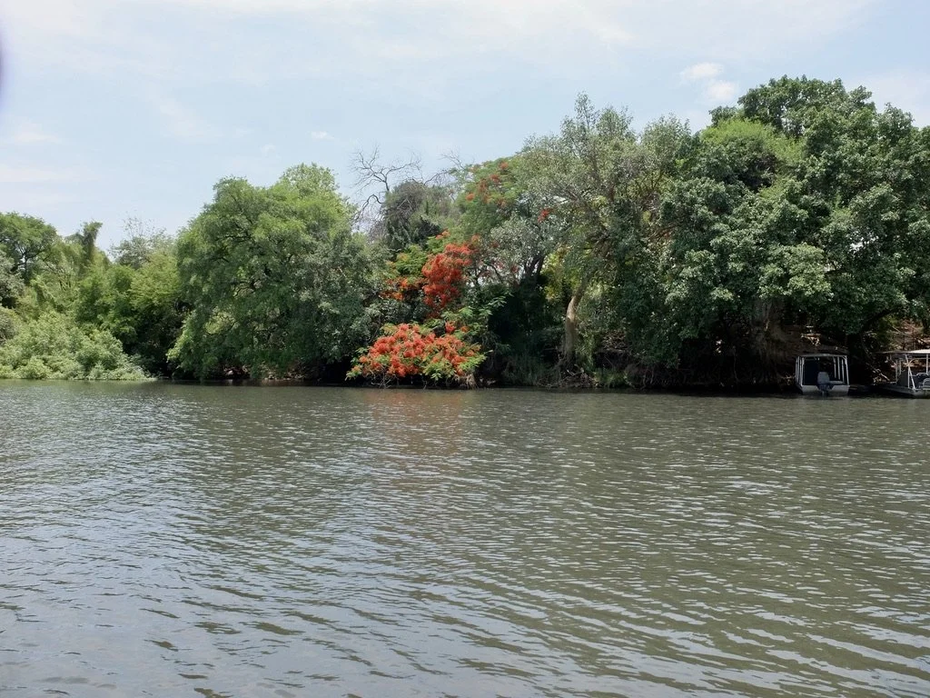  To the right of that  Delonix regia    -   flamboyant tree, was our boat landing, the Ihaha Jetty.  It was an extremely steep, rocky path down &amp; back up but I had good strong help.    Chobi River, Chobe Nat’l Park. 