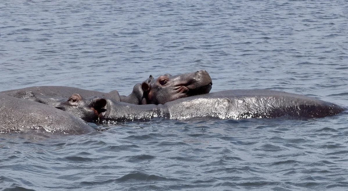  Here’s lookin’ atcha!  Chobi River, Chobe Nat’l Park, Botswana. 
