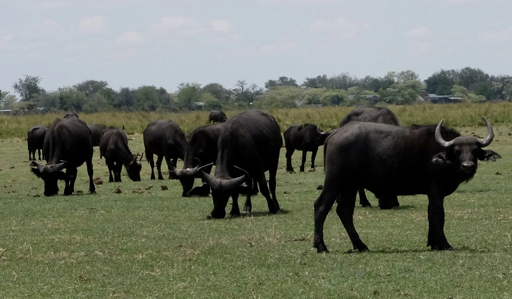  African buffalo.  Chobi River, Chobe Nat’l Park, Botswana. 