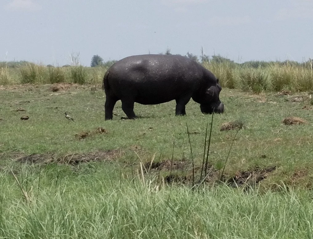  Chobi River, Chobe Nat’l Park, Botswana. 