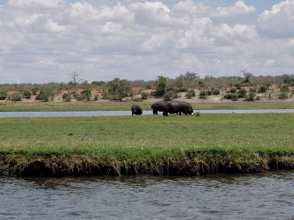  Those big bulky hippos didn’t to have any trouble getting out of the water onto land.  Chobi River, Chobe Nat’l Park, Botswana. 