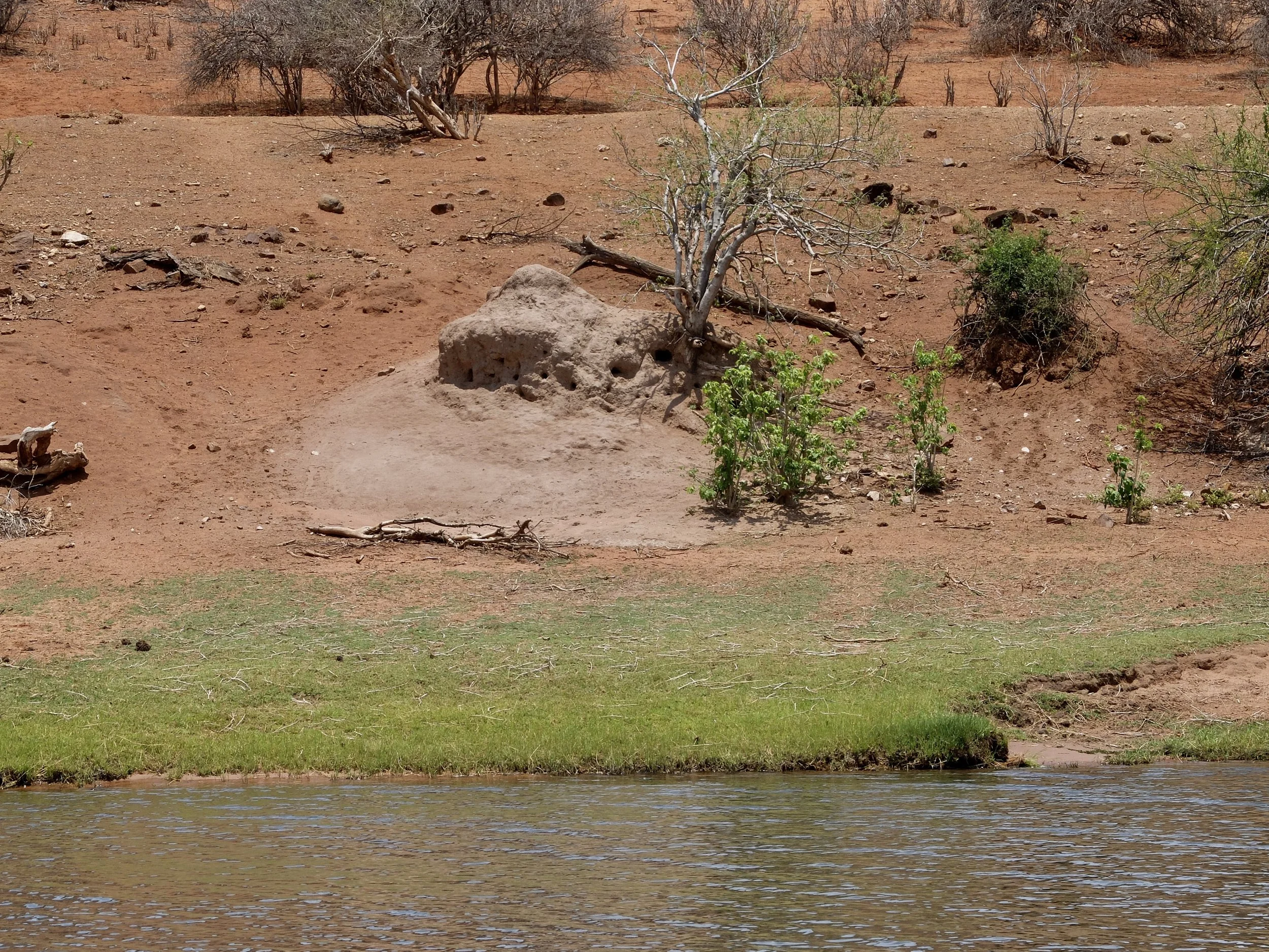  When the queen dies, the termite mound is abandoned.  Plants &amp; other animals move in. We saw mounds more than triple this size..  Chobi River, Chobe Nat’l Park, Botswana. 