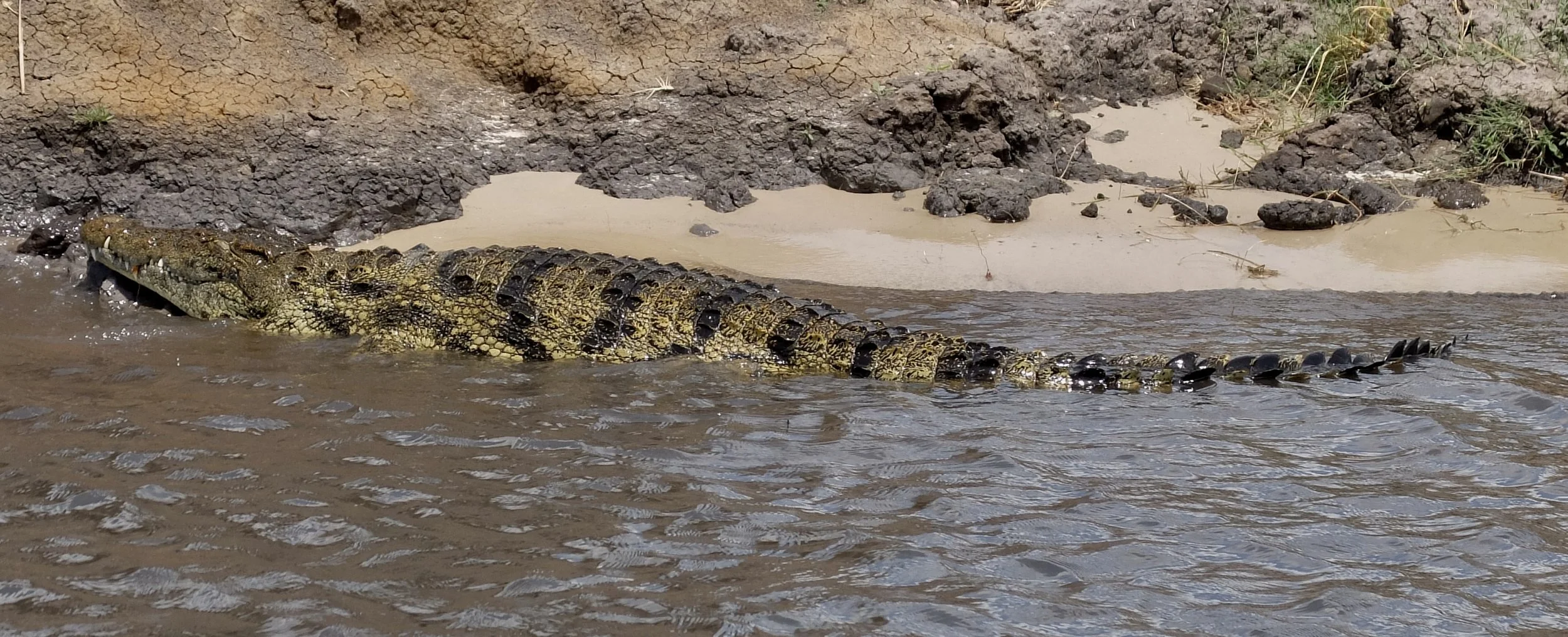  Crocodile.  Those teeth are something else.  Chobi River, Chobe Nat’l Park, Botswana. 