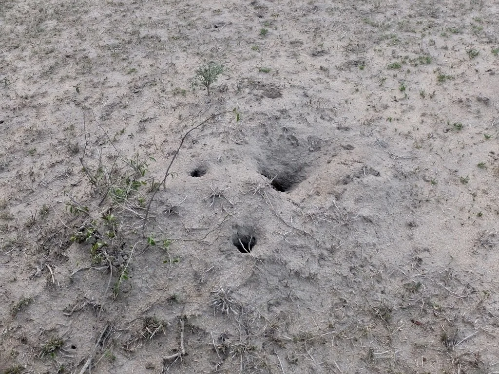  In Sabi Sand Preserve, ZA a termite mound that started but for some reason aborted. 