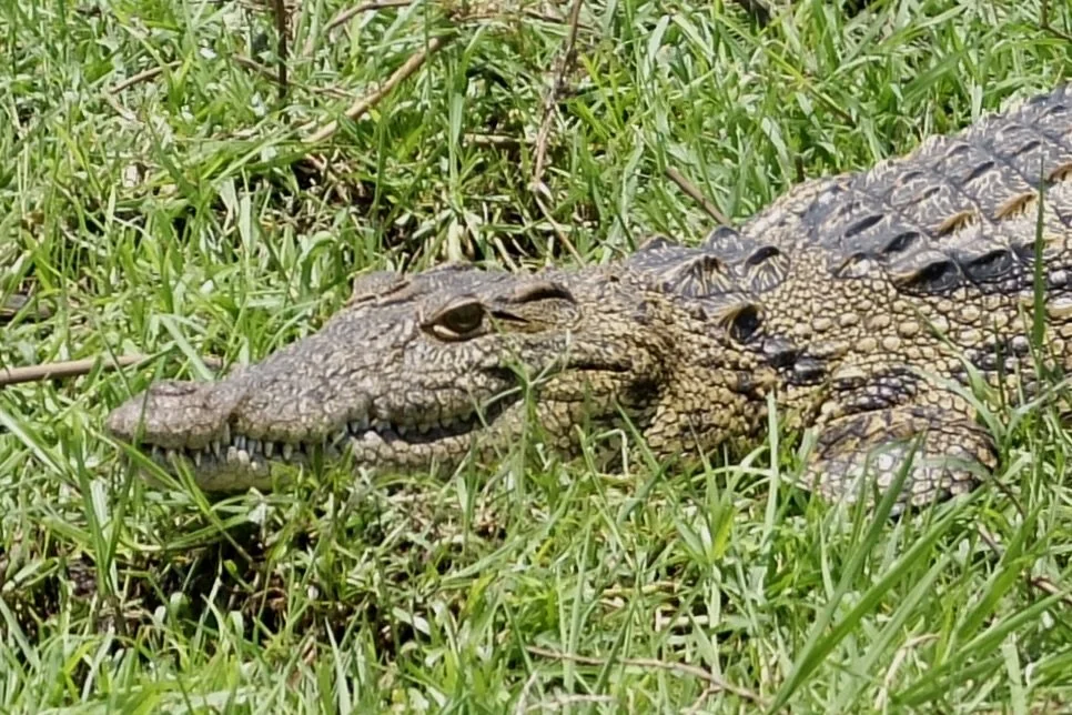  Chobi River, Chobe Nat’l Park, Botswana. 
