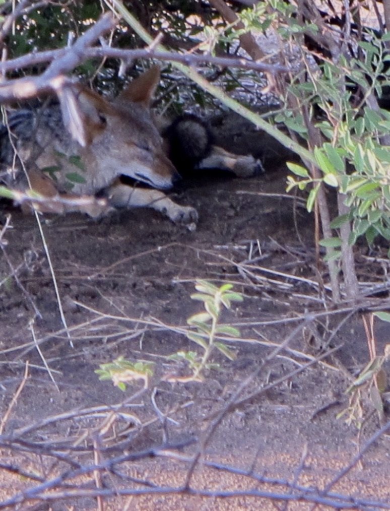  Wild (painted) dog den.  It was surprising to see one here.  We’ll see more another day but not until Sabi Sands Preserve. 