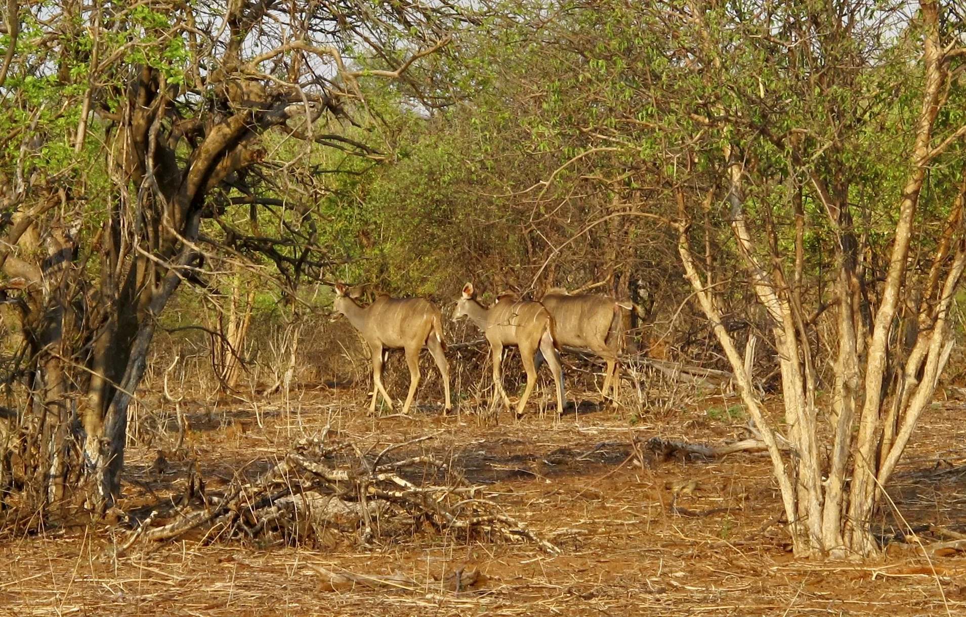  Young greater kudus.  The “….striped flanks aide to camouflage by breaking up their body outline in dense vegetation.” 