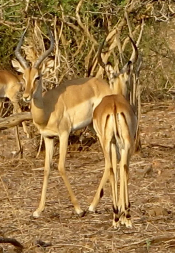  We soon found the common impalas to be “a dime a dozen.” They are the most abundant &amp; adaptable of the African antelope.  Our guides told us that they were fast food for lions as noted by the “M” marking on their rear, for McDonalds, 