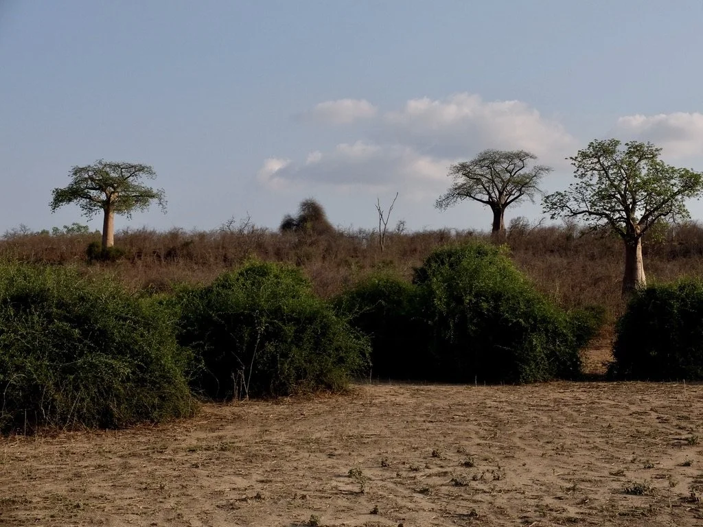  Baobabs. 