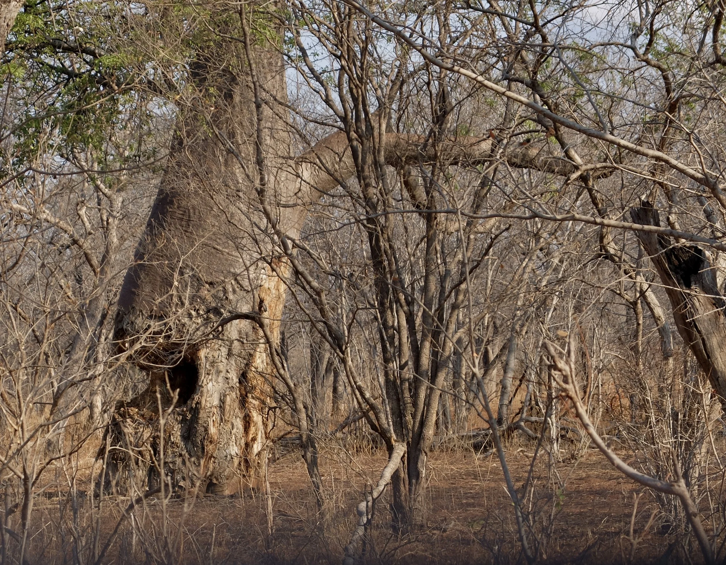  Elephants just love the bark of the baobab tree.  The holes they create are then used as burrows for other animals or for storage spaces by locals.  Eventually the baobab collapses.  