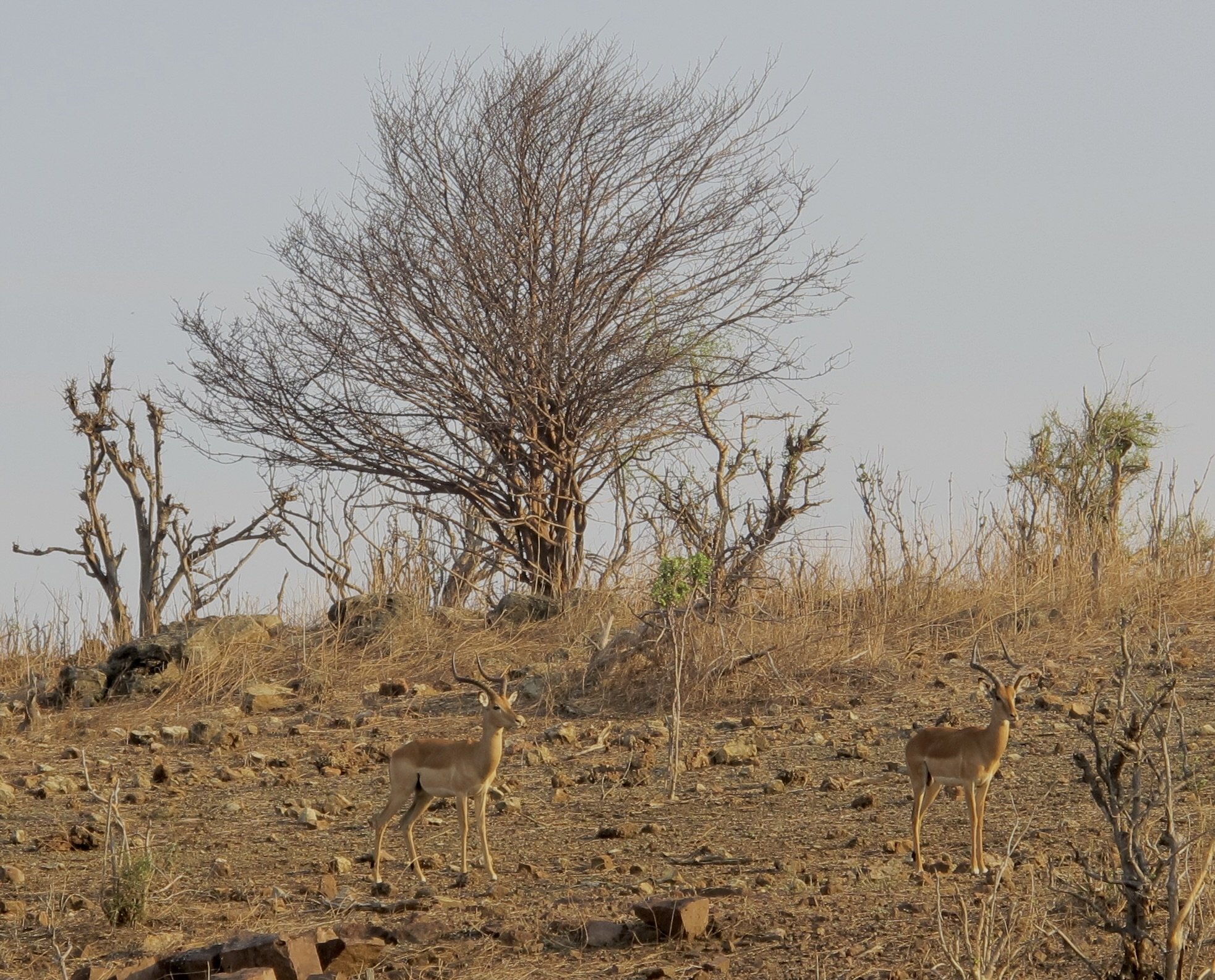  Common male impalas with their horns matching the shape of the surrounding scrub brush, 