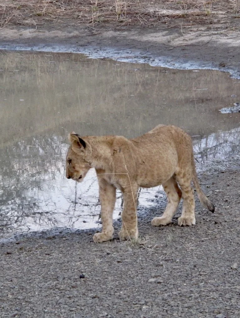  By the watering hole. 