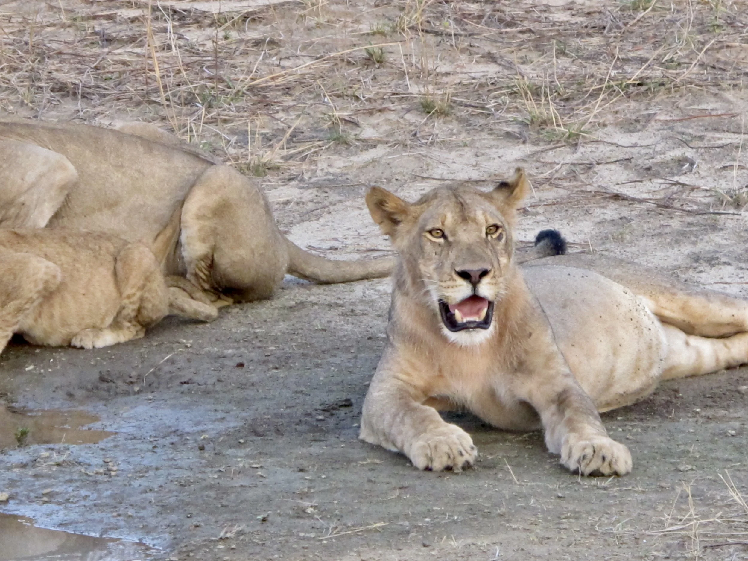  By the watering hole. 