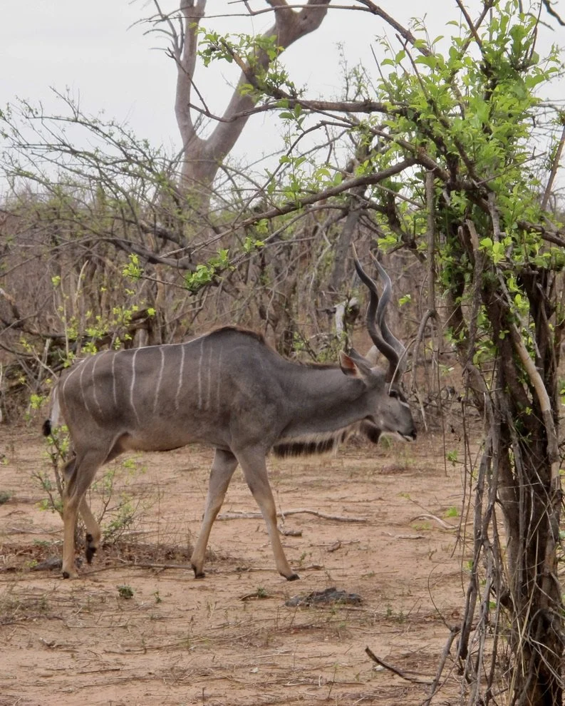  Greater kudo, an antelope.. 