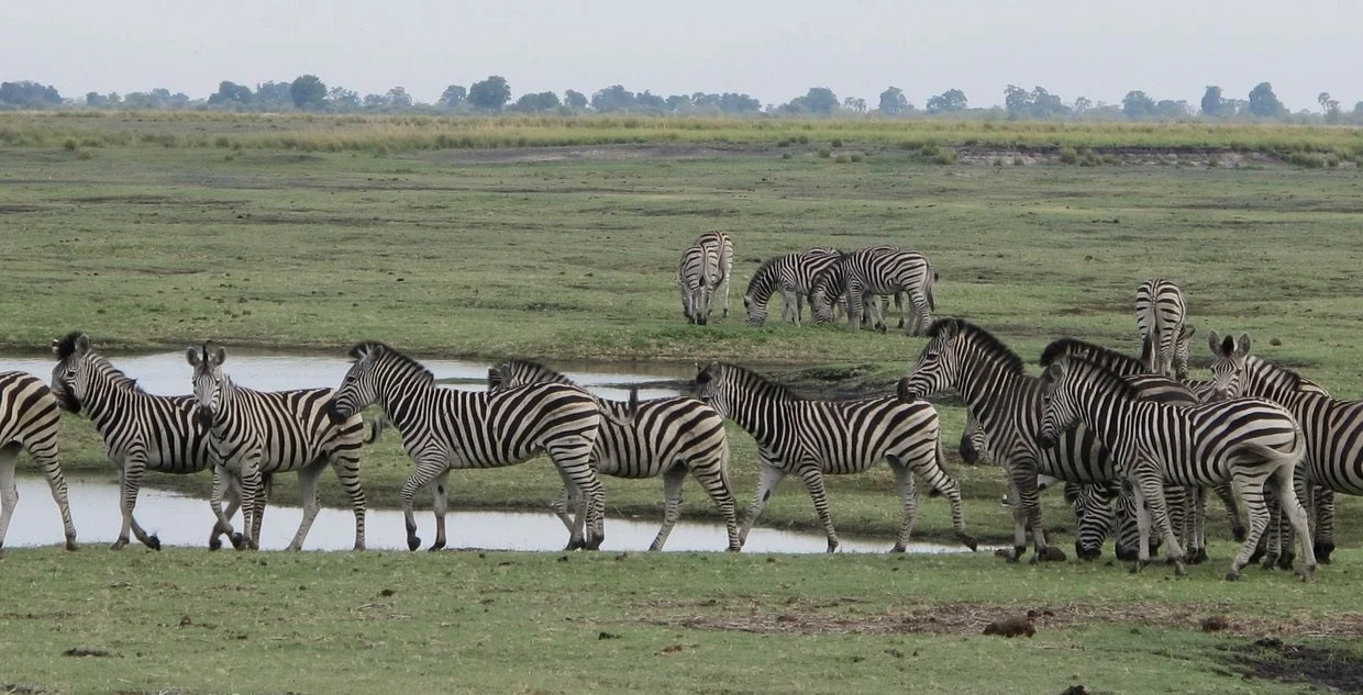  With good binoculars we could see this herd from our deck at Muchenje Safari Lodge. 