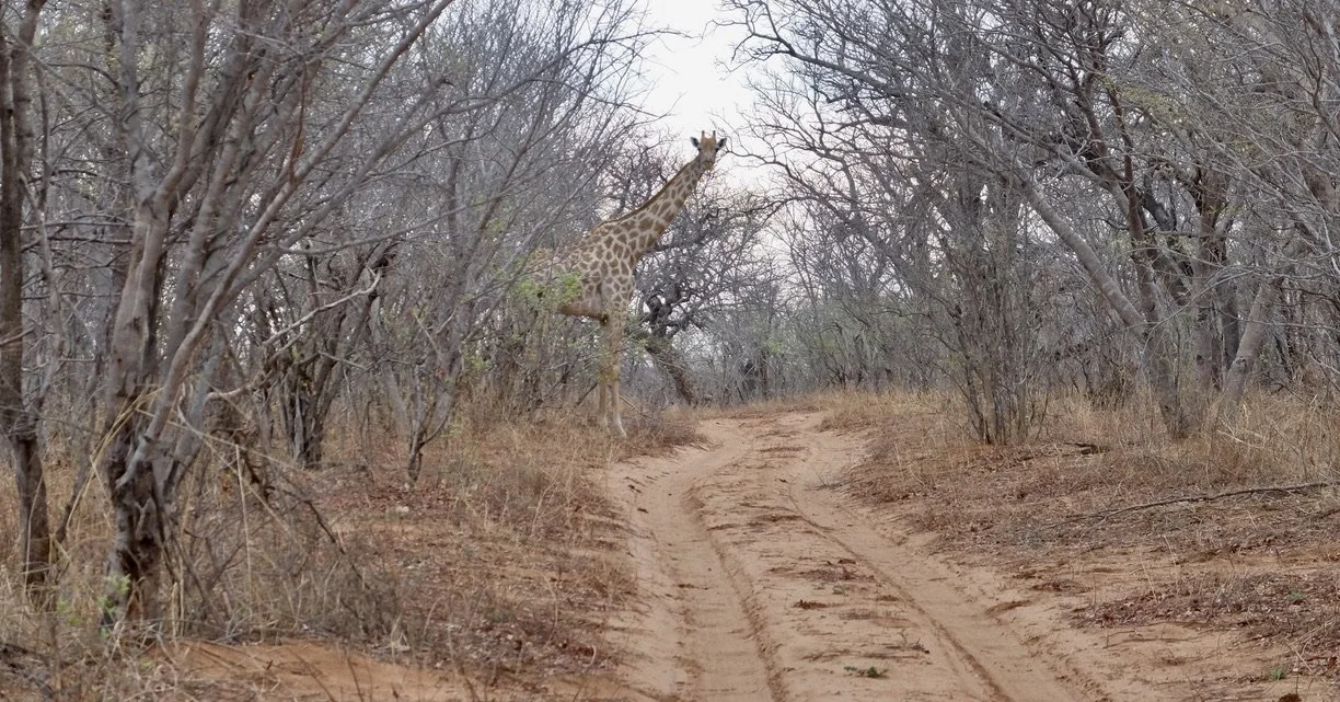  Well, hello there!  A “two spoor road.”  See next caption. 