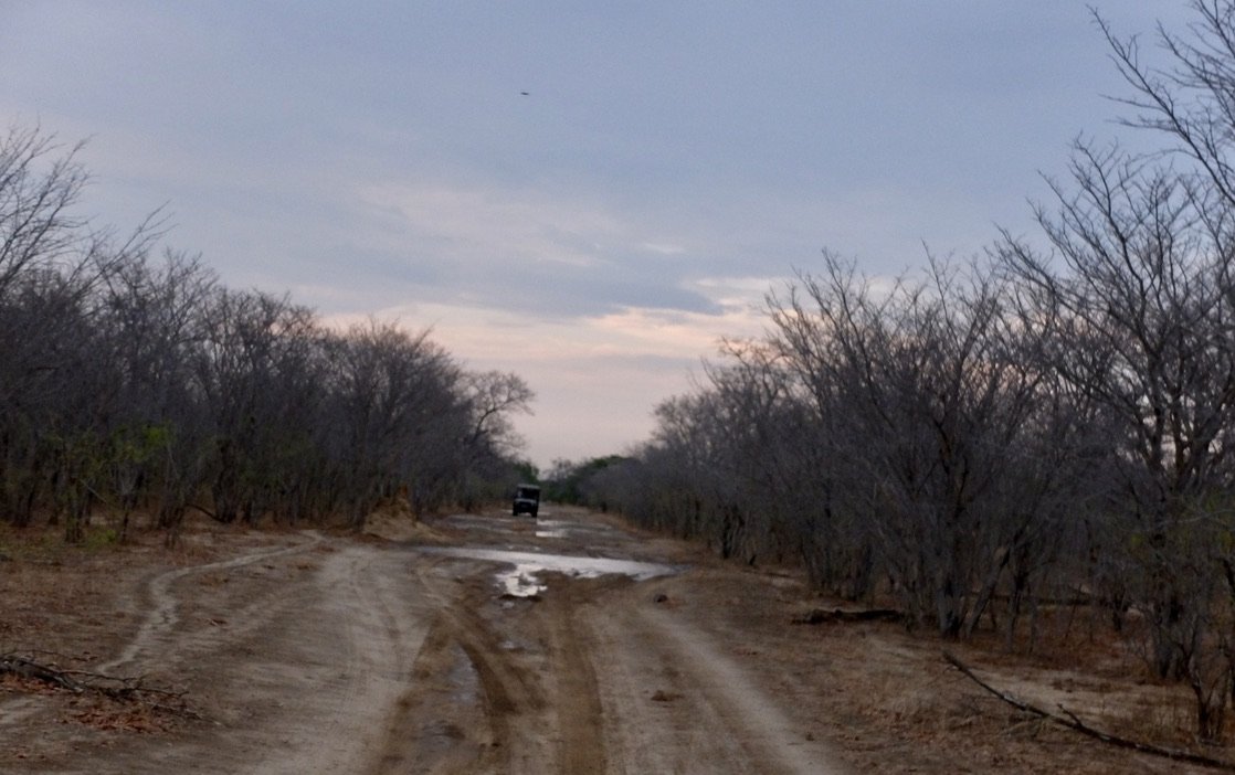  It had rained the day before.  That was good for us as it kept the dust down but the elephants didn’t need to come to the Chobi riverbank.  It would be days before we saw one. 