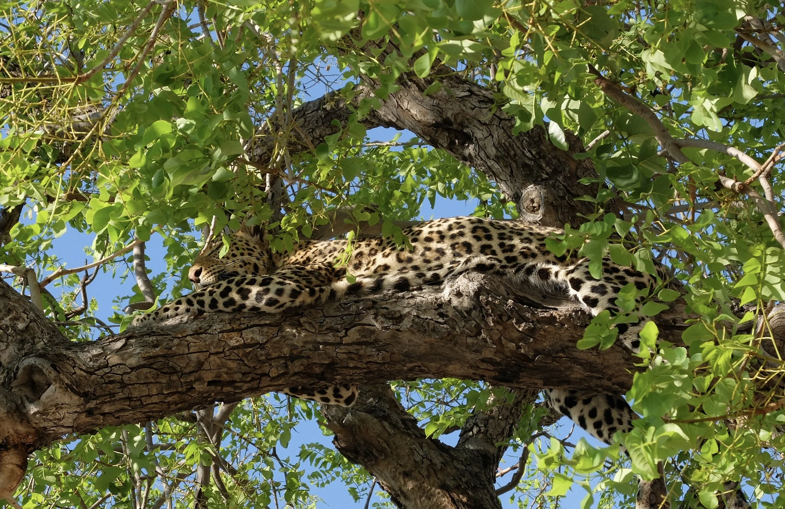  We had been told that there were leopards in the area.  They are solitary creatures.  