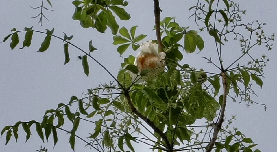  The baobobs had just finished flowering.  We were told we might still spot one or two flowers.  I saw this one right overhead.  These trees must have been gorgeous with the white petals blossoming. 
