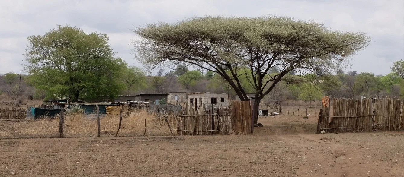  Umbrella Thorn Acacia… 