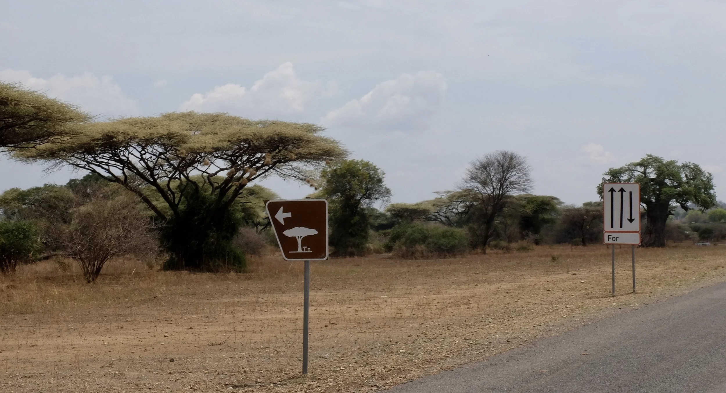   …adapts to extremely hot &amp; dry conditions.  It has a taproot, which can reach 115 ft under the ground.  They are very desirable by home owners.  