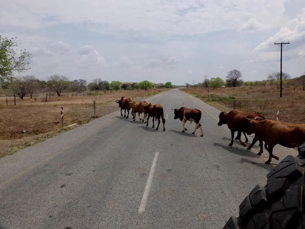  “Nguni  cattle are …most beloved breed amongst the local Bantu-speaking people of southern Africa.”   “…ca ttle production,  is  the largest agricultural sector in Botswana.…Cattle have long been a symbol of wealth and status in Botswana’s culture. 