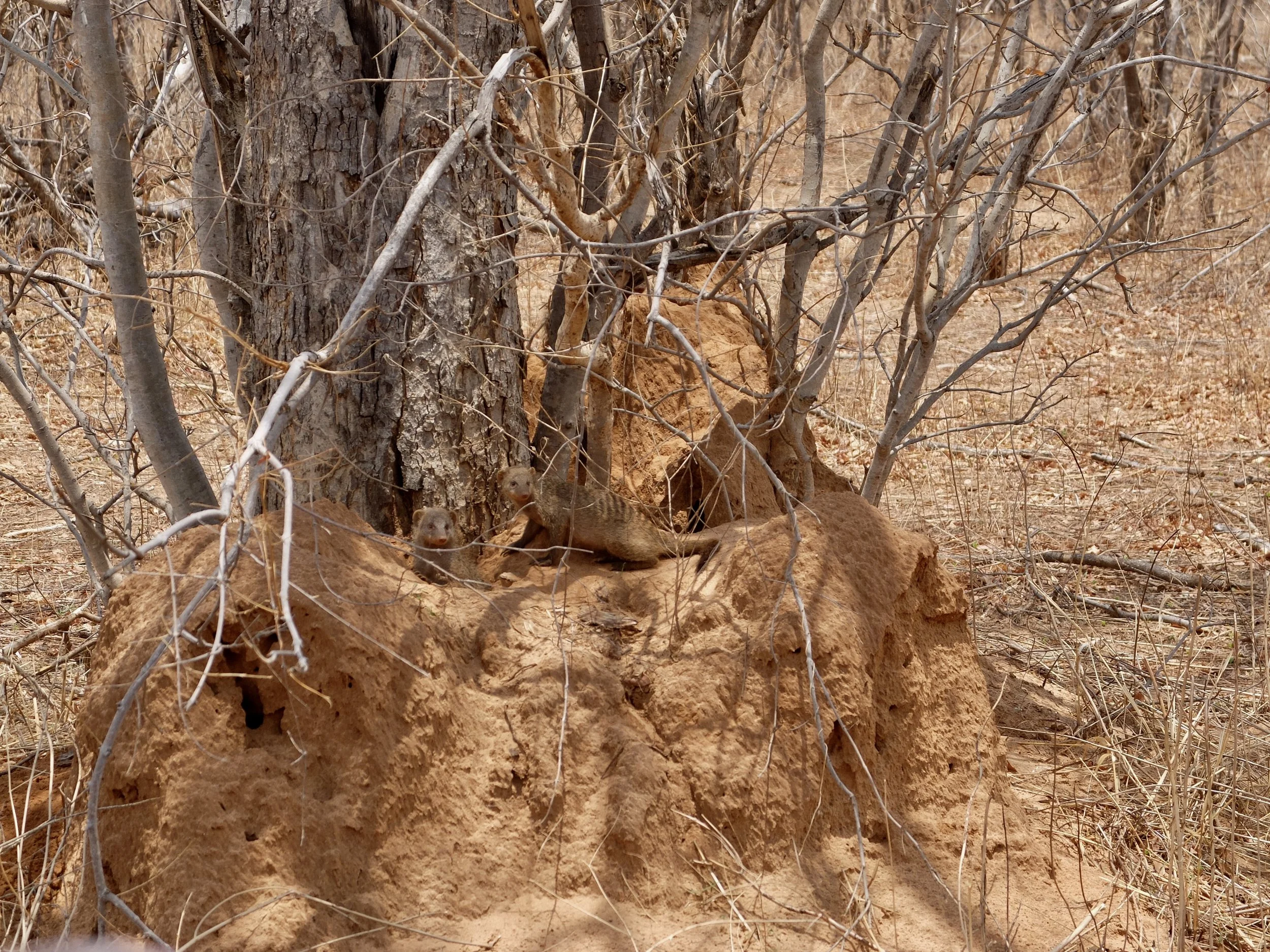  Shortly after we passed the gate returning into Muchenje Safari Lodge, Naomi spotted these banded mongooses in an abandoned termite mound.  Our guide hadn’t seen them. 