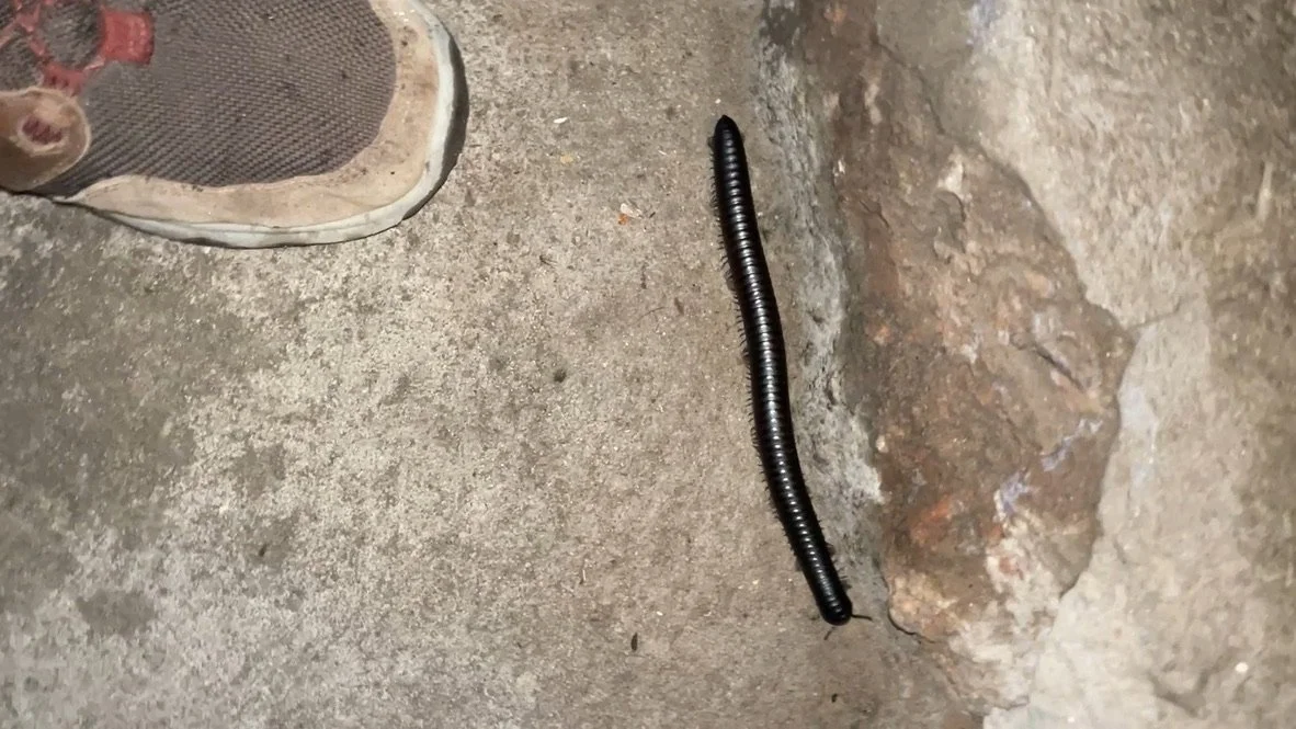  A  giant African millipede greeted us on the path to our room.  We let it scurry by.  They can grow to over a foot long &amp; can live seven to ten years. 
