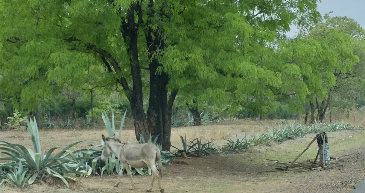 The use of donkeys in Zambia's agriculture is only a recent innovation from the 1990's.  “…With a declining number of oxen due to drought and disease, the use of donkeys for tillage and transport is expected to increase."  To the right is wood for s