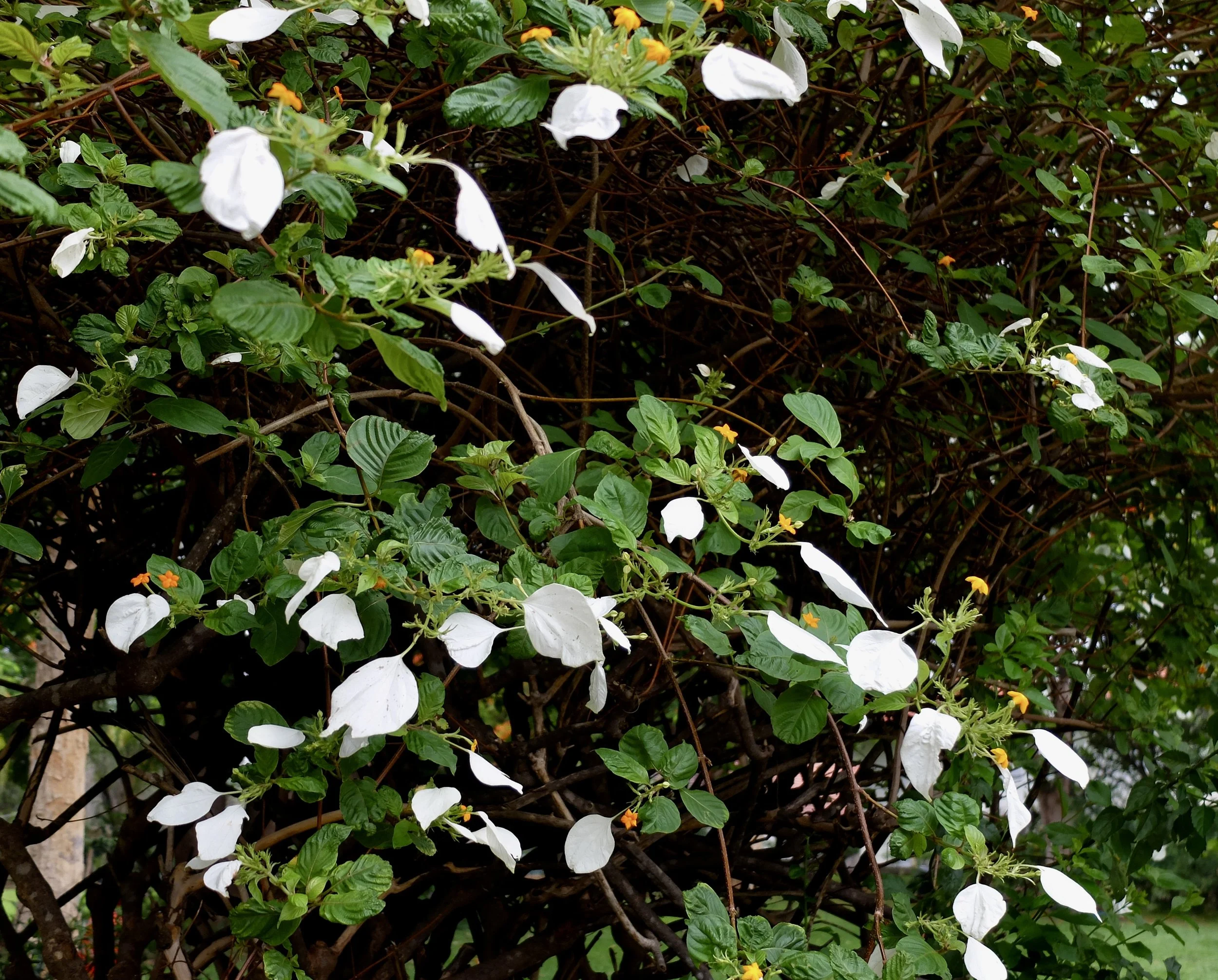  Seen as we returned to our room at the Victoria Falls Hotel, Zimbabwe. 
