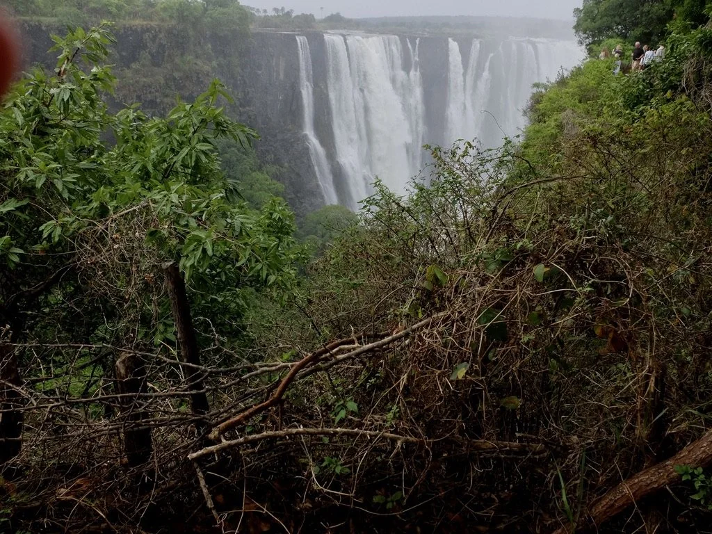  A carefully placed natural barrier of thorn bushes.  Victoria Falls Nat'l Park RAINFOREST a UNESCO World Heritage Site, Zimbabwe. 