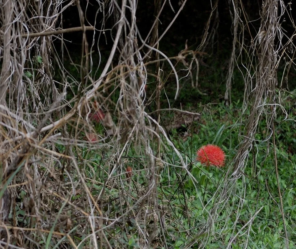  Blood lily.  Victoria Falls Nat'l Park RAINFOREST a UNESCO World Heritage Site, Zimbabwe.    