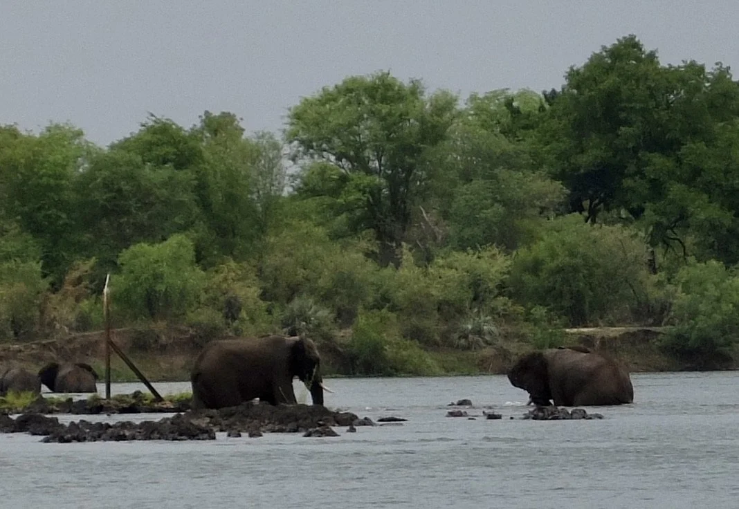  Ru-ikane Sunset Cruise on the Zambezi River. 