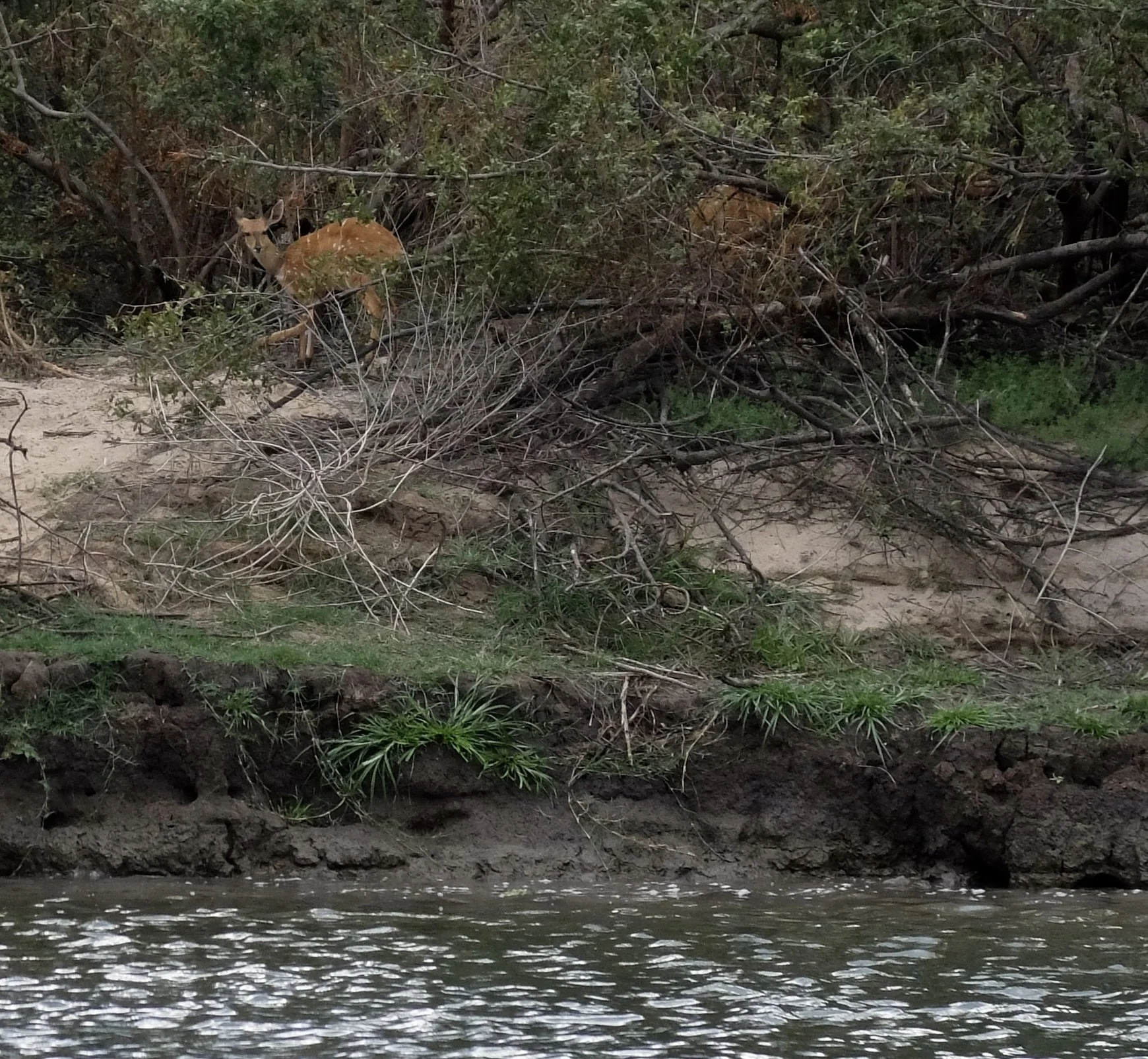  Ru-ikane Sunset Cruise on the Zambezi River. 